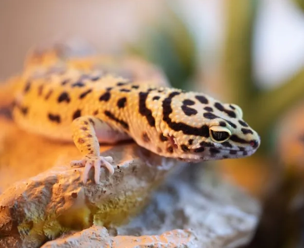 leopard gecko diet