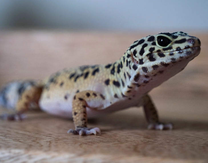 female leopard gecko lifespan