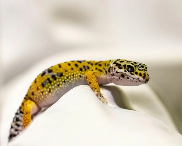 female leopard gecko care