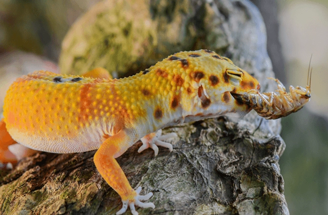 what do leopard geckos eat in the wild