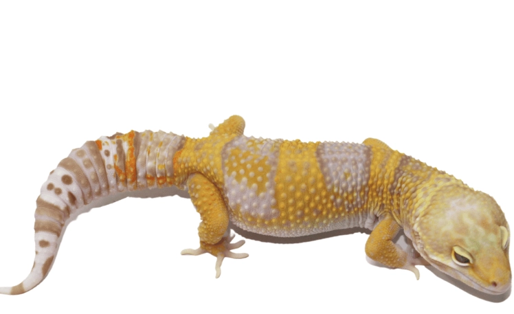 leopard gecko morphs
