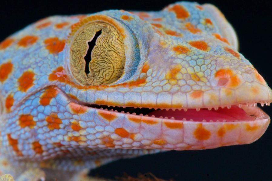 handling aggressive geckos handling aggressive geckos