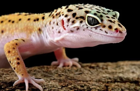 female leopard gecko care