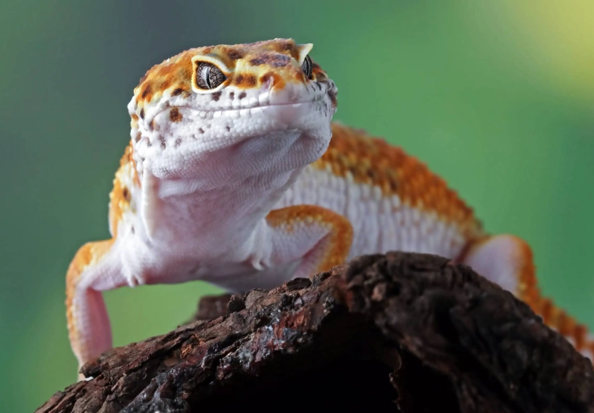 most aggressive gecko most aggressive gecko