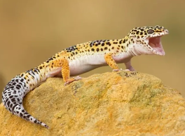 leopard gecko habitat