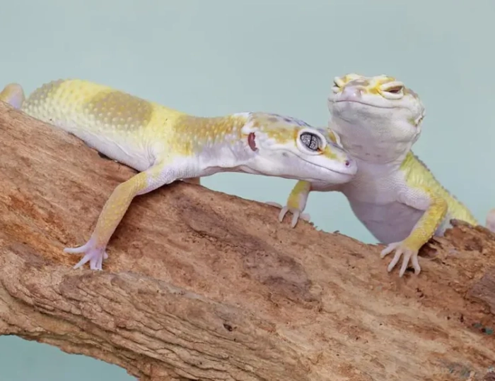 how long do female leopard geckos live