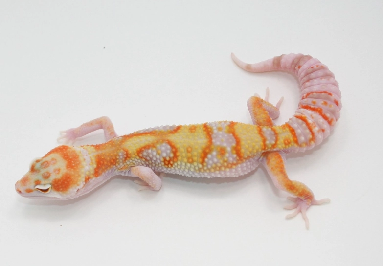leopard gecko morphs