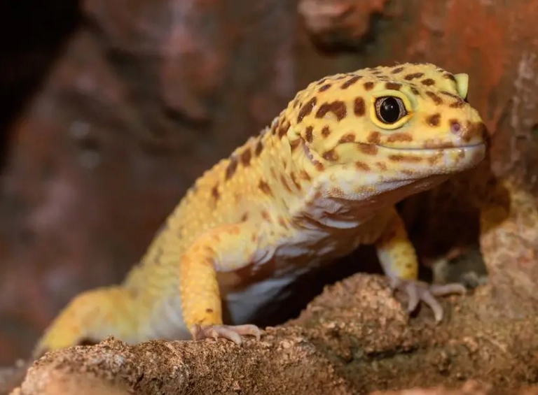 leopard gecko predators
