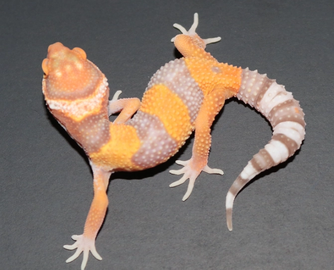 albino leopard gecko care