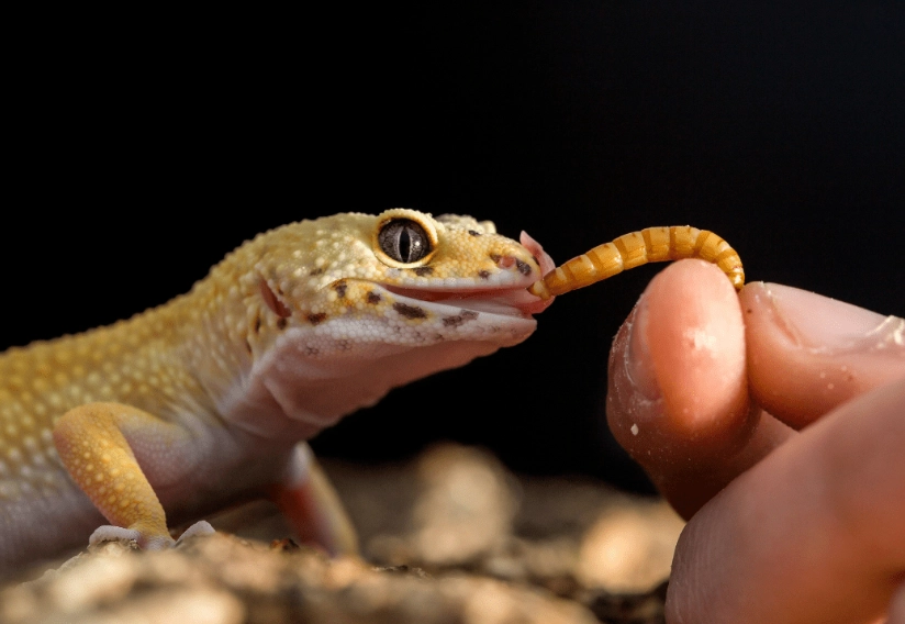 fancy leopard gecko food fancy leopard gecko food