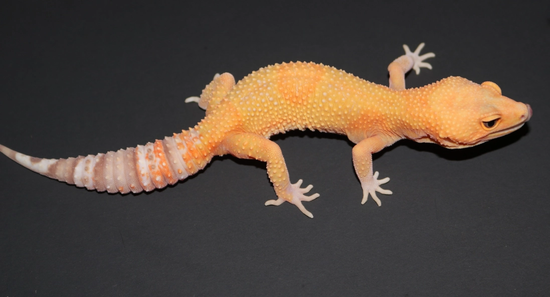albino leopard gecko care