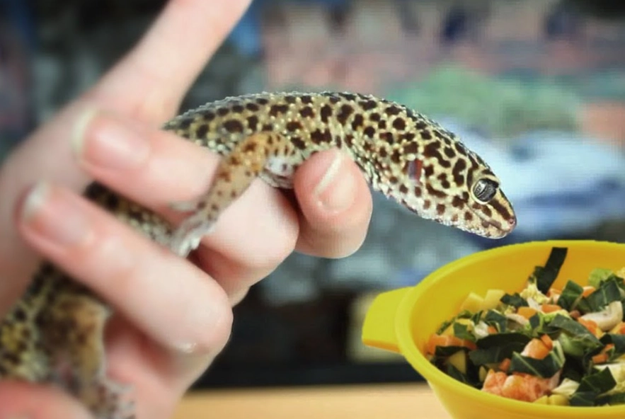 leopard gecko diet leopard gecko diet