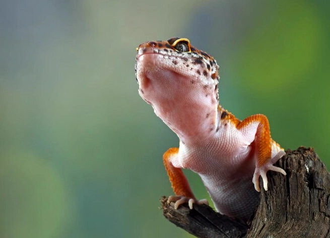 female leopard gecko care