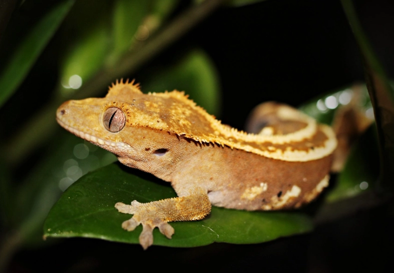 rarest crested gecko morph