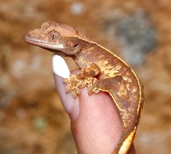 harlequin crested gecko for sale harlequin crested gecko for sale
