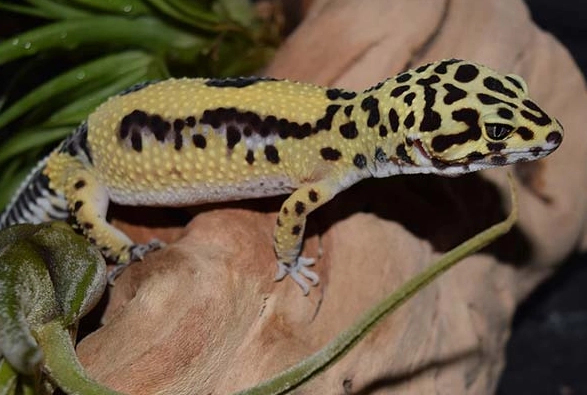 are leopard geckos dangerous