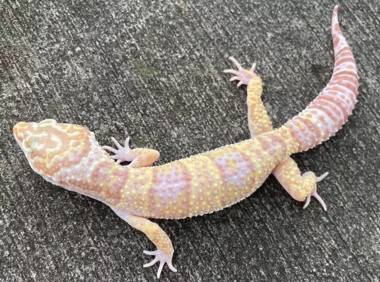 leopard gecko size leopard gecko size