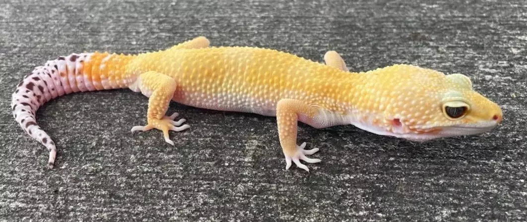 leopard gecko growth chart leopard gecko growth chart