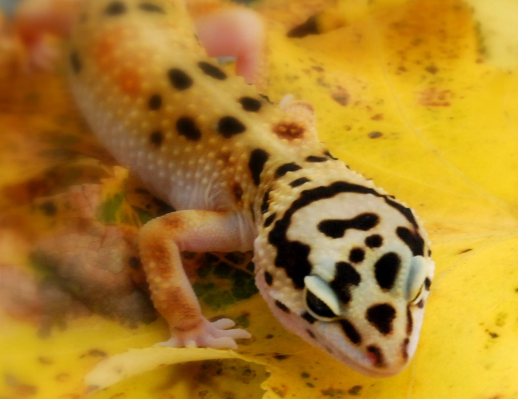leopard gecko weight leopard gecko weight
