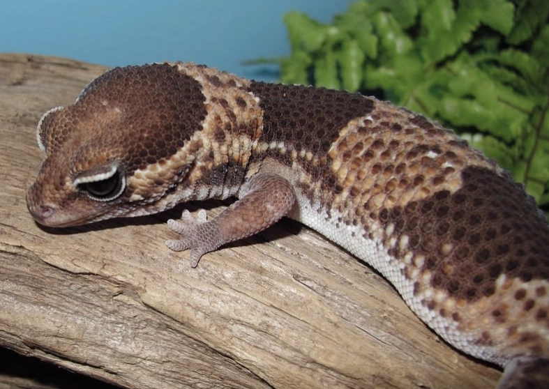 scorpion-tailed gecko habitat