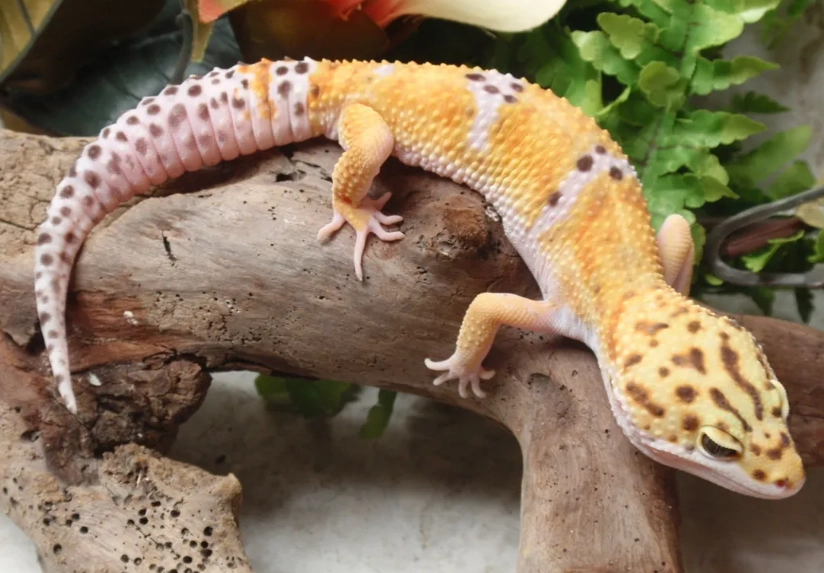 leopard gecko weight leopard gecko weight