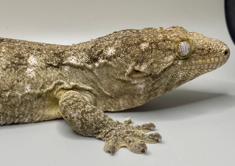 are leachianus geckos friendly