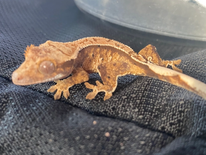 baby crested gecko care baby crested gecko care