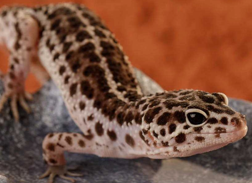 are leopard geckos dangerous