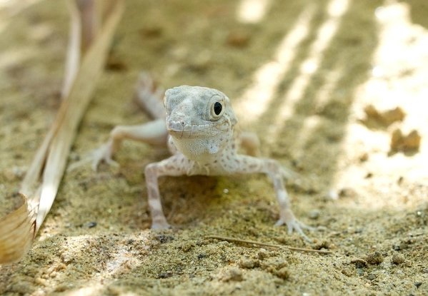 scorpion-tailed gecko habitat
