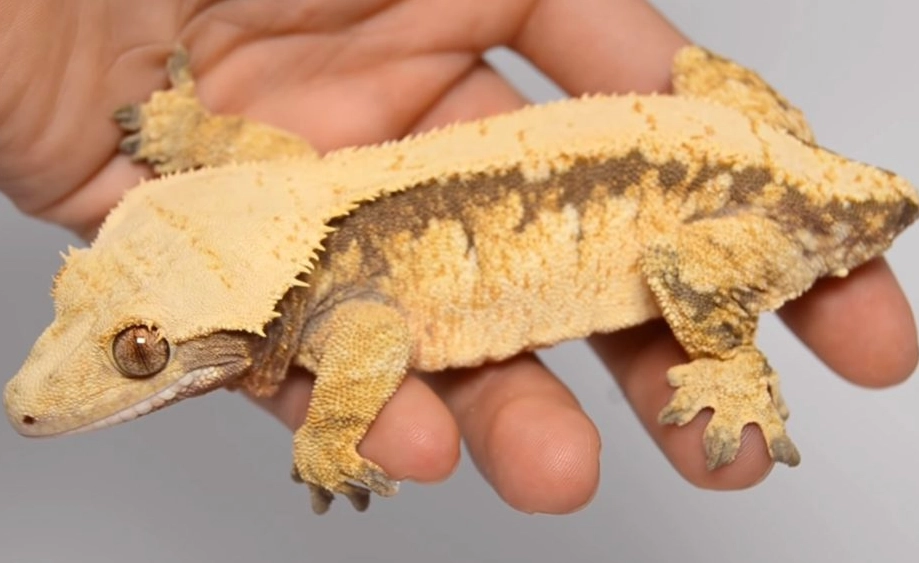 rarest crested gecko morph