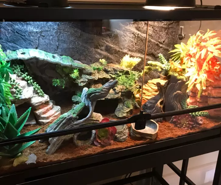 scorpion tailed gecko enclosure