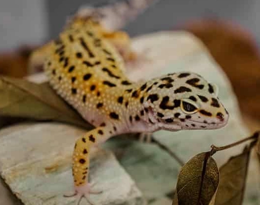leopard gecko poisonous