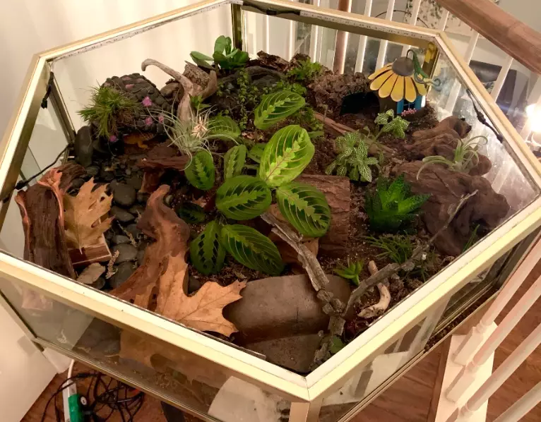 scorpion tailed gecko habitat setup