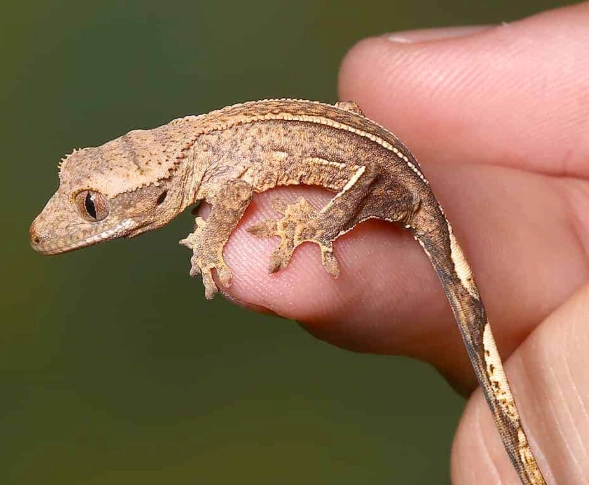 baby crested gecko care baby crested gecko care