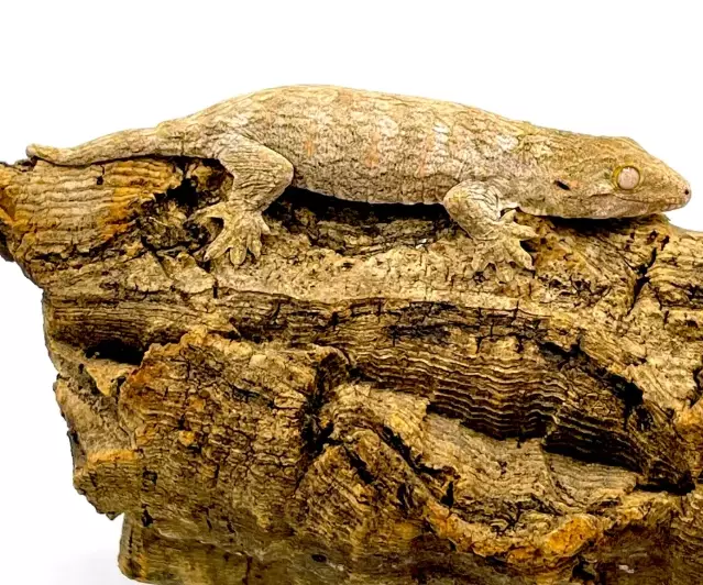 leachianus gecko pet