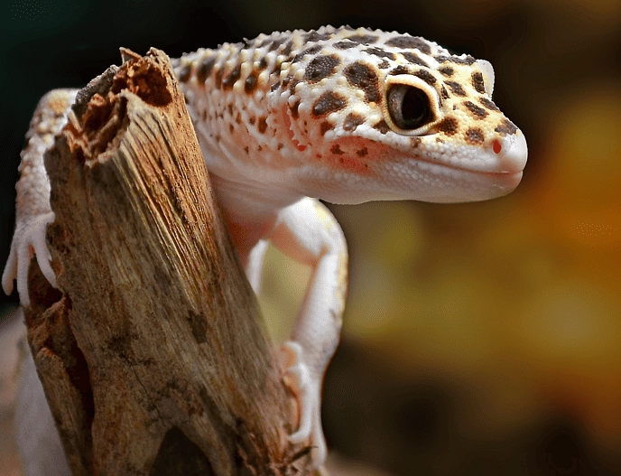 leopard gecko poisonous