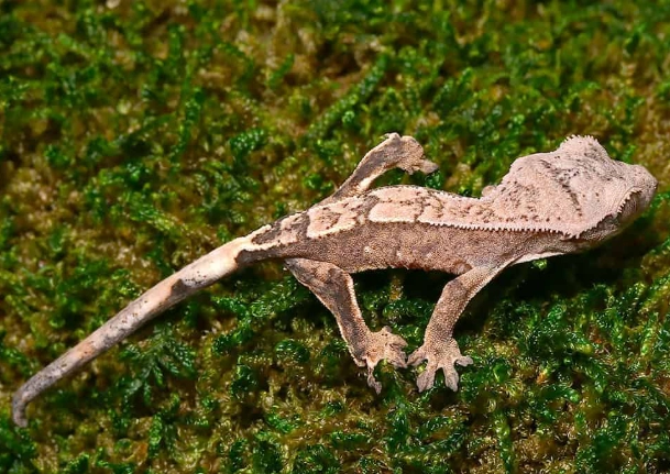 harlequin crested gecko for sale harlequin crested gecko for sale
