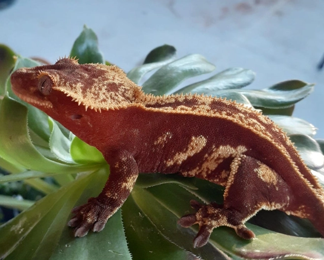 how to find rare crested gecko