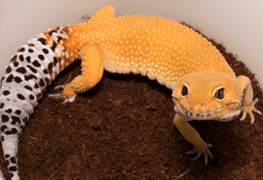 leopard gecko size leopard gecko size