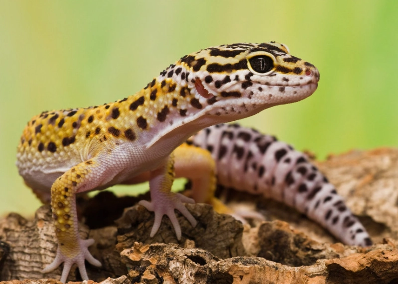 leopard gecko bite