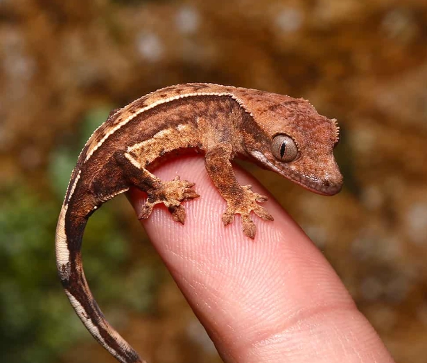 harlequin crested gecko for sale harlequin crested gecko for sale
