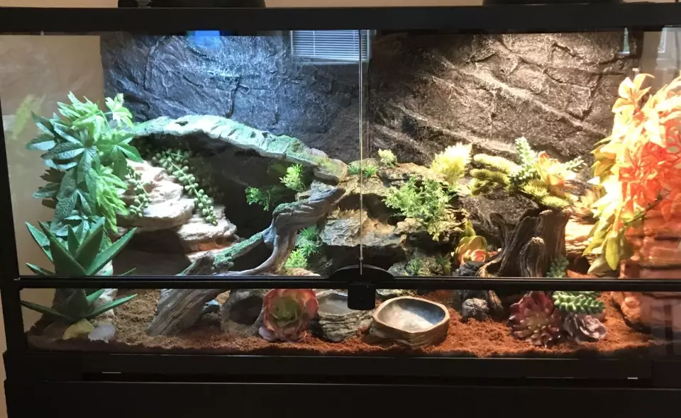 scorpion tailed gecko tank size