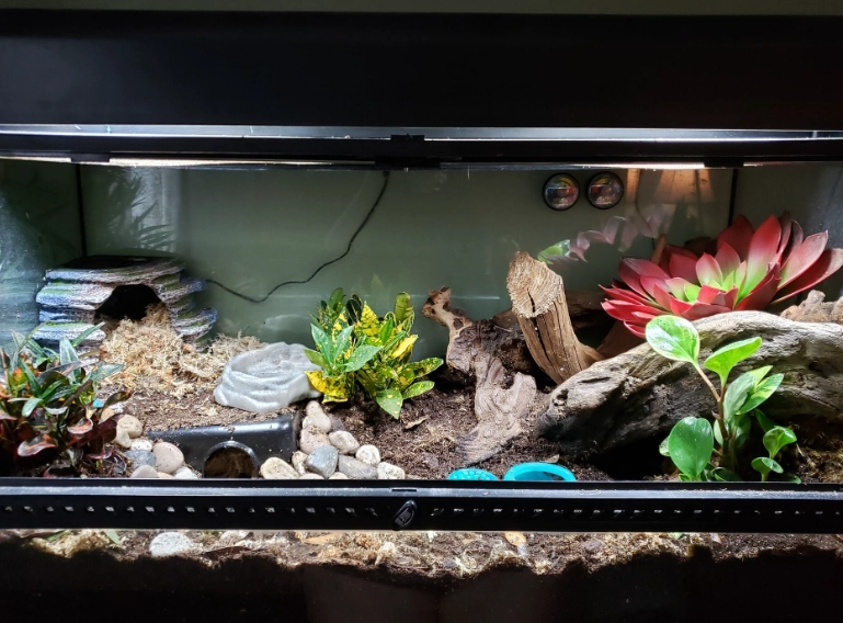 scorpion tailed gecko enclosure