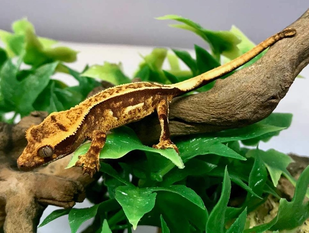 baby crested gecko care baby crested gecko care
