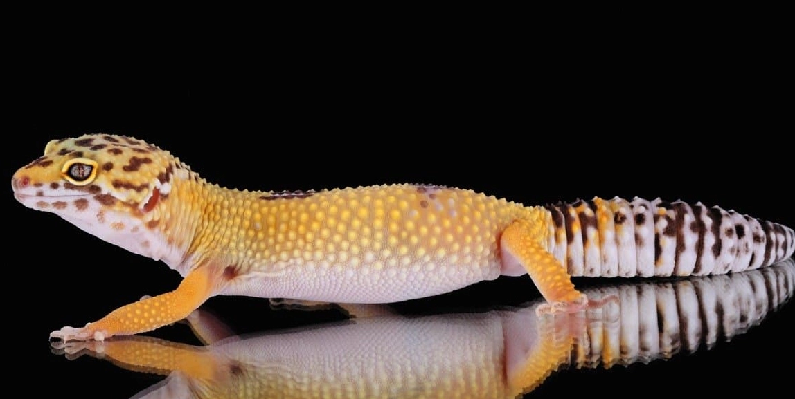 leopard gecko growth chart leopard gecko growth chart