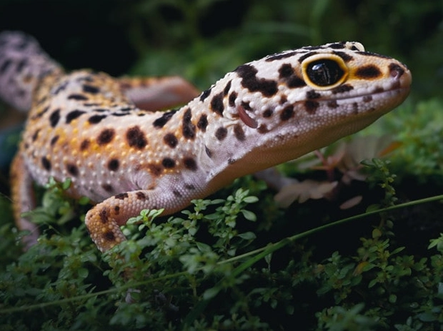 leopard gecko care tips leopard gecko care tips
