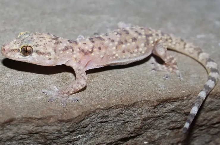 uroplatus gecko dimensions