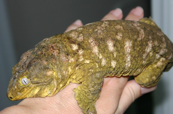 adult leachianus length