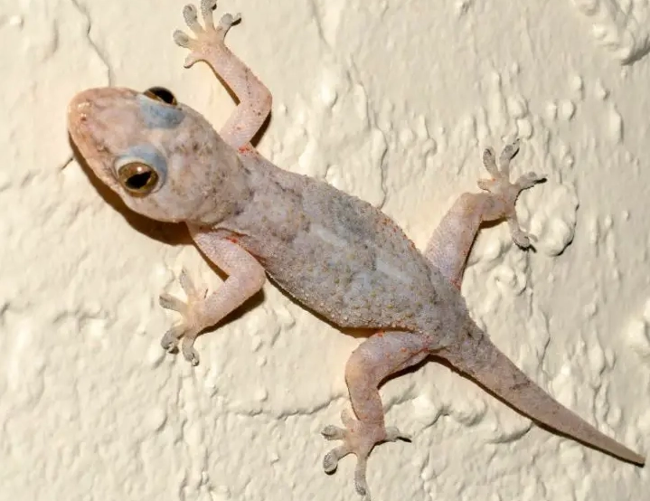 gecko growth factors