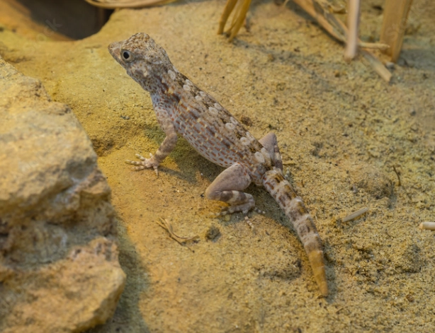 scorpion-tailed gecko size